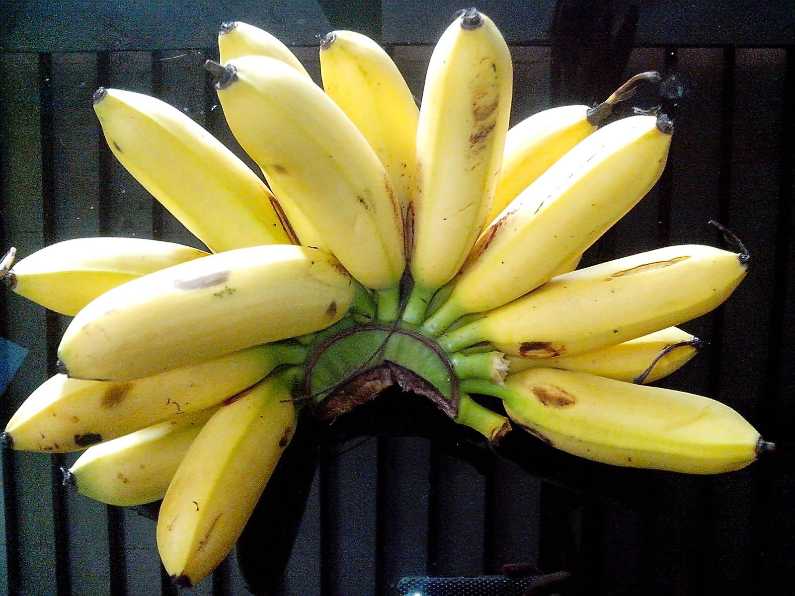 Efek Buruk Makan  Pisang  Berlebihan Berita Indonesia